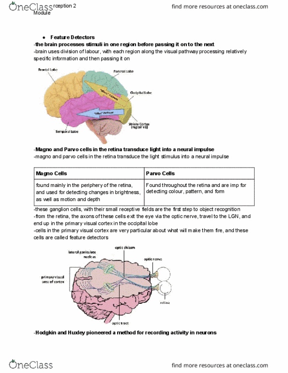 PSYCH 1XX3 Chapter Notes - Chapter Form Perception Module 2: Extrastriate Cortex, Infant Visual Development, Temporal Lobe thumbnail